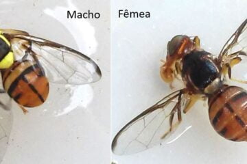 Ministério declara Roraima área de quarentena para mosca da carambola