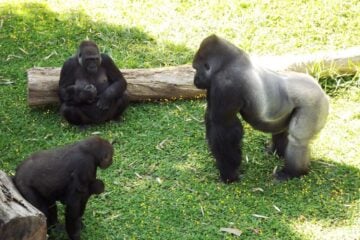 Projeto que propõe fim de visitações públicas ao Zoológico de BH é rejeitado