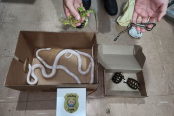 Polícia Civil apreende cobras, jabutis e iguana em Minas Gerais