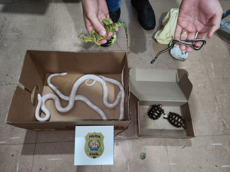 Polícia Civil apreende cobras, jabutis e iguana em Minas Gerais