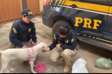 PRF resgata cadela vítima de maus-tratos na BR-251 em Salinas