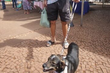 Hospital Animal de Itabira realiza feiras de adoção; saiba mais detalhes