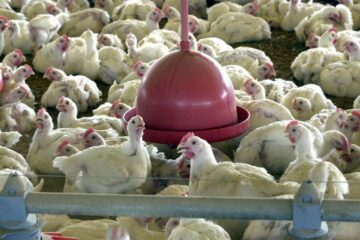 Diversos países suspendem importação de frango brasileiro, mesmo o consumo não oferecendo risco à saúde humana