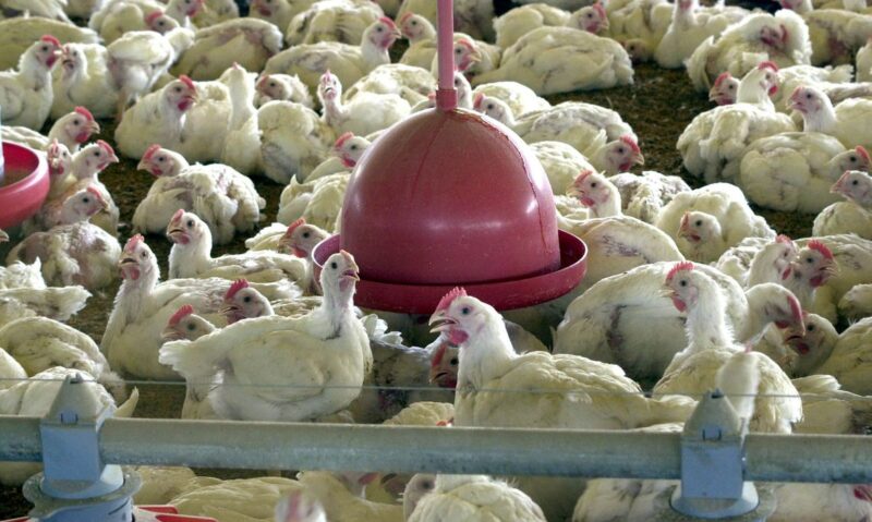 Diversos países suspendem importação de frango brasileiro, mesmo o consumo não oferecendo risco à saúde humana