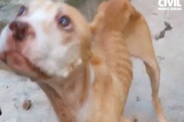 Polícia Civil prende suspeito de maus-tratos a cães em Itajubá