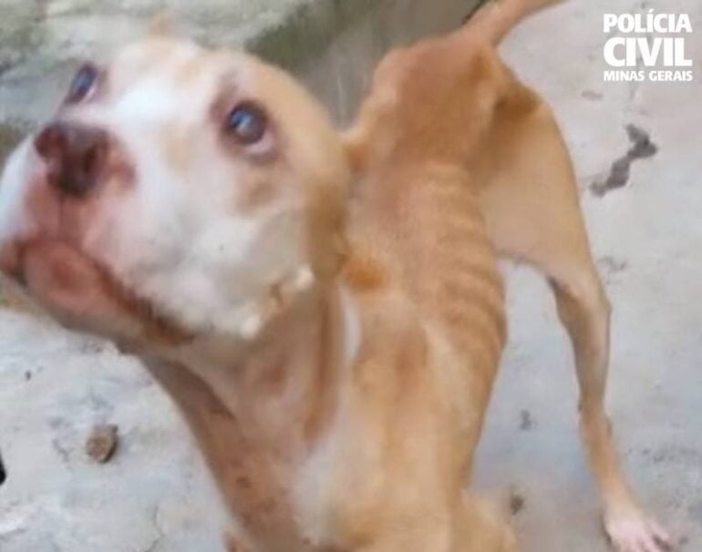 Polícia Civil prende suspeito de maus-tratos a cães em Itajubá