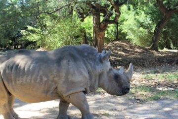 Zoológico e Jardim Botânico de BH têm novos valores de ingresso