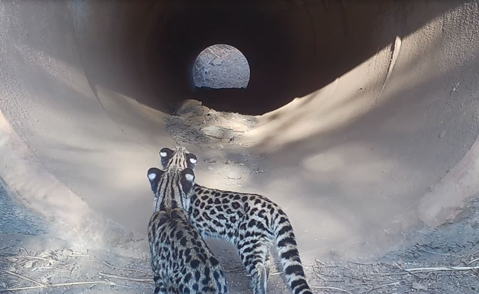 Atropelamento da fauna silvestre ameaça biodiversidade pelo Brasil