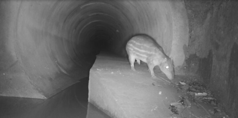 Atropelamento da fauna silvestre ameaça biodiversidade pelo Brasil