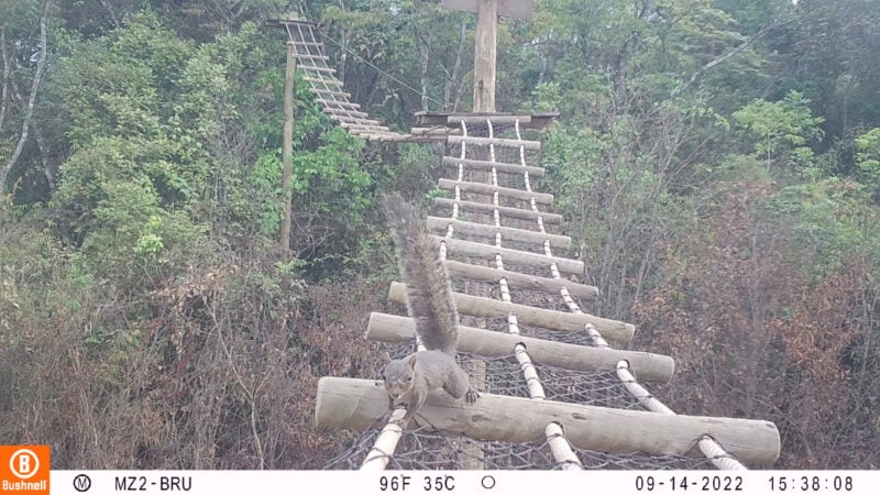 Atropelamento da fauna silvestre ameaça biodiversidade pelo Brasil