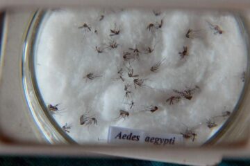 Nova vacina contra a dengue chega ao Brasil nesta semana