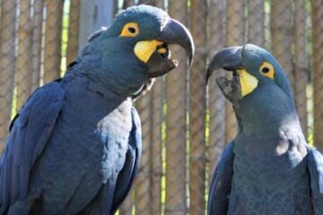 Zoológico de BH recebe Araras-Azuis-de-Lear para tentar reprodução de espécie