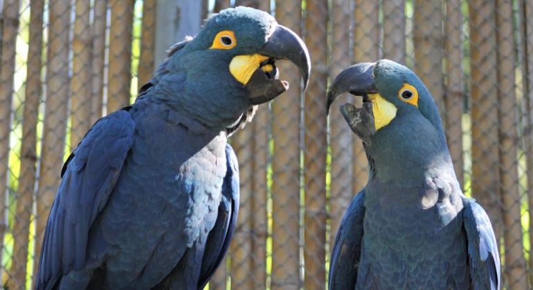 Zoológico de BH recebe Araras-Azuis-de-Lear para tentar reprodução de espécie