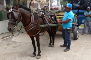 Prefeito de BH sanciona lei que proíbe carroças a partir de 2026