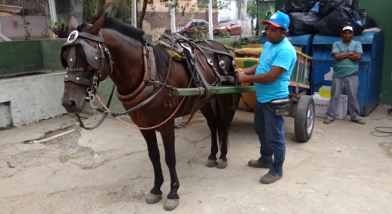 Prefeito de BH sanciona lei que proíbe carroças a partir de 2026