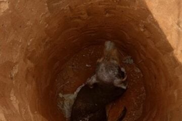 Cachorro é resgatado após cair em buraco de 3 metros de profundidade, na Grande BH