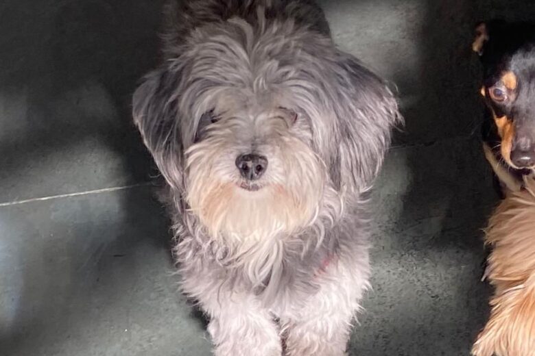 Família procura pelo cachorro Nestor em Morro do Pilar e oferece recompensa