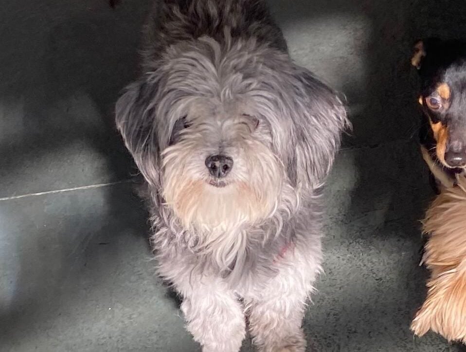 Família procura pelo cachorro Nestor em Morro do Pilar e oferece recompensa