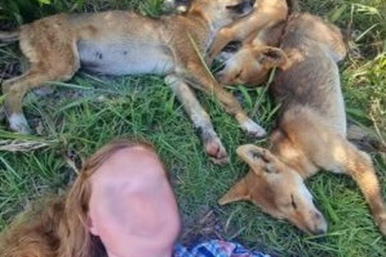Austrália multa mulheres por selfie com cão selvagem que ataca seres humanos