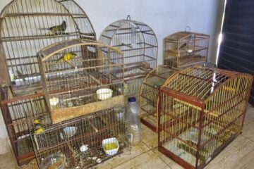 Em Ipoema, homem é autuado em quase R$ 16 mil por crime ambiental
