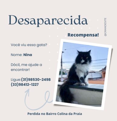 gata desaparecida