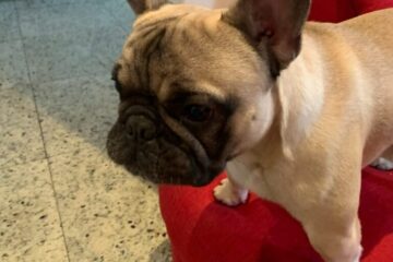 Final feliz: desaparecido desde sexta-feira, buldogue francês Simba retorna para casa