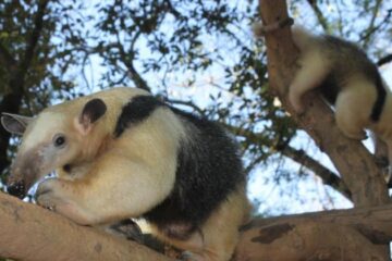 Zoológico de Belo Horizonte recebe duas fêmeas de tamanduá-mirim
