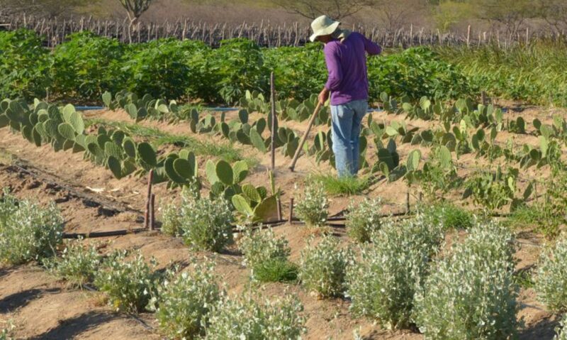 Nova lei estadual estabelece definições para o cuidado com a saúde de agricultores familiares