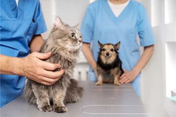 Santana de Paraíso: inscrições para castração de animais estão abertas