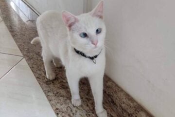 Você viu o Groot por aí? Tutores procuram gato desaparecido desde o último sábado