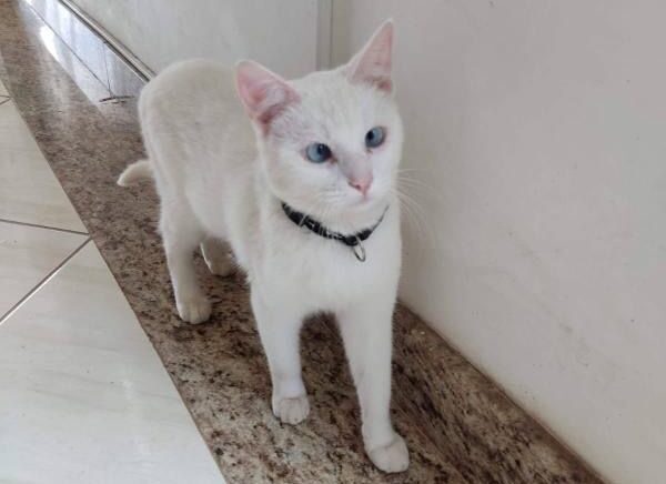 Você viu o Groot por aí? Tutores procuram gato desaparecido desde o último sábado