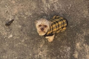 Família procura tutores de cão que está há mais de 20 dias perdido no bairro Machado
