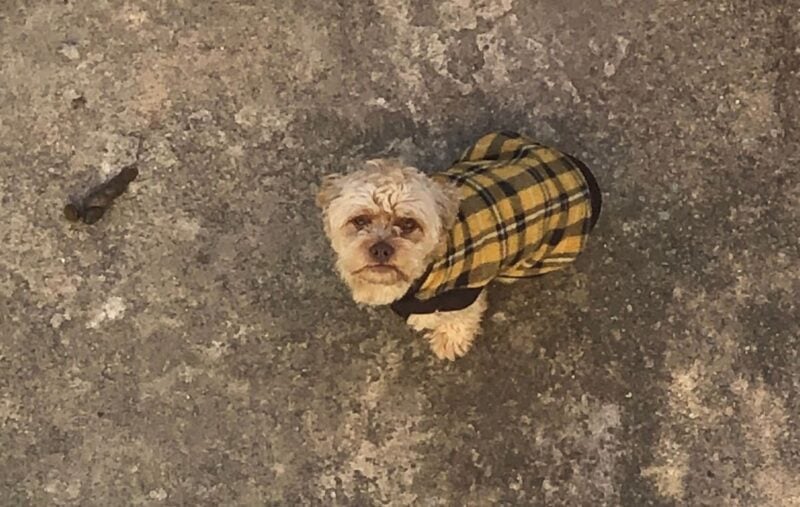 Família procura tutores de cão que está há mais de 20 dias perdido no bairro Machado