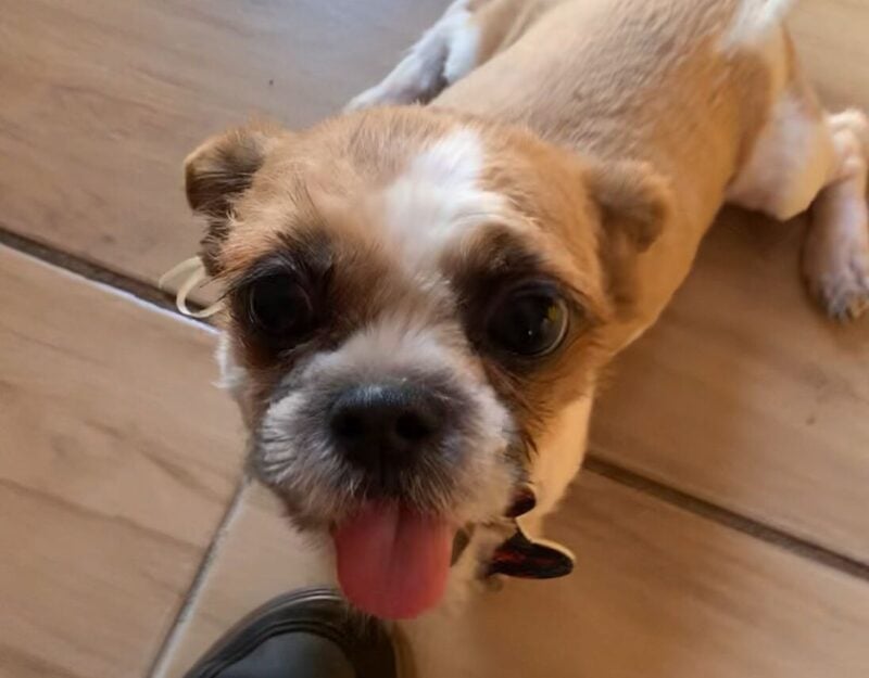 Atenção: tutores procuram por cãozinho desaparecido na Rua Santana, em Itabira