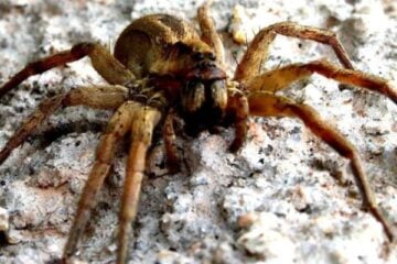 Aranha brasileira que causa ereção permanente provoca confusão em mercado