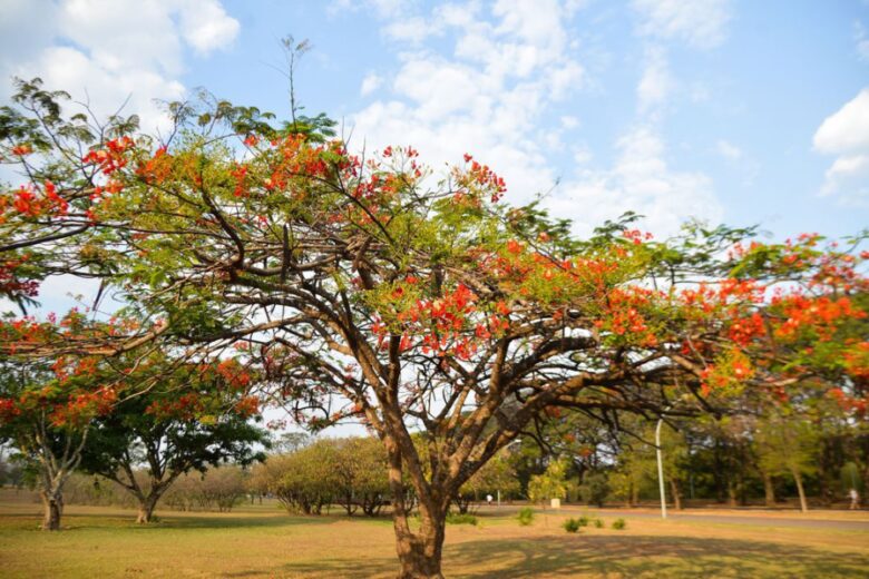 Primavera começa às 3h50 da madrugada deste sábado