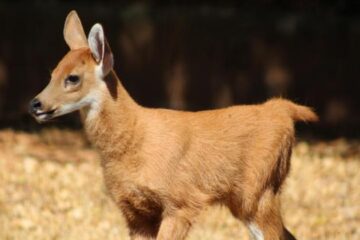 Zoológico de Belo Horizonte tem novo integrante na família de cervos