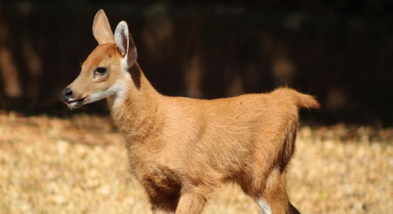 Zoológico de Belo Horizonte tem novo integrante na família de cervos