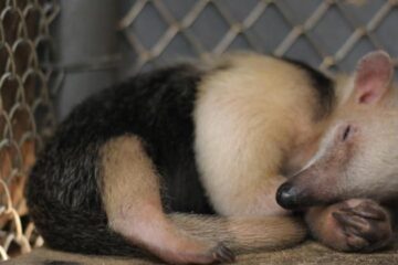 Filhote de tamanduá-mirim nasce no Zoológico de BH