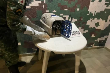Polícia Militar apreende animais exóticos em Ipatinga