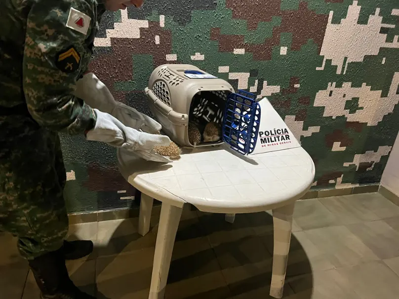 Polícia Militar apreende animais exóticos em Ipatinga