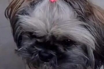 Desaparecida desde quinta-feira, cachorrinha Kiara é encontrada e retorna à sua família tutora
