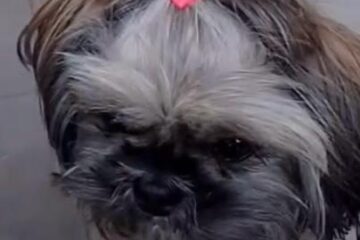 Vamos ajudar a encontrar a Kiara?! A cachorrinha desapareceu na quinta-feira, no bairro Gabiroba