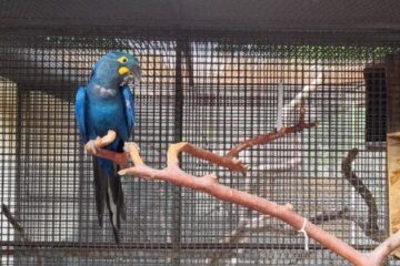 Zoológico de Belo Horizonte recebe fêmea de arara-azul-de-lear