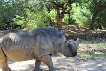 Rinoceronte Luna, animal mais velho do Zoológico de BH, vai integrar acervo de Museu de Ciências