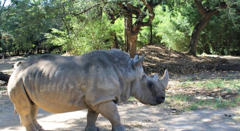 Rinoceronte Luna, animal mais velho do Zoológico de BH, vai integrar acervo de Museu de Ciências