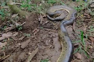 Menino de 2 anos é atacado por sucuri de quase seis metros em Goiás