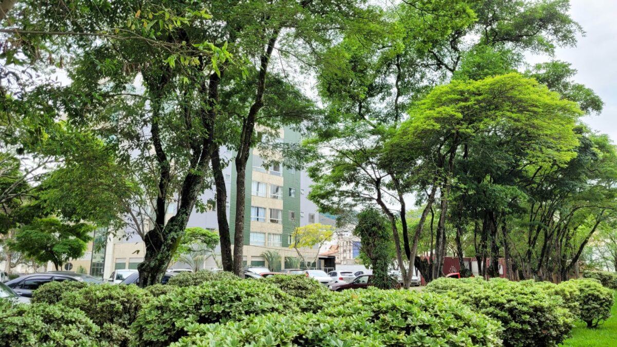 Plano de Arborização em João Monlevade cadastra 870 árvores em primeira etapa