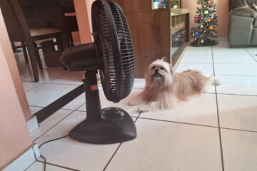 Faça como a Charlotte e já separe seu ventilador porque essa quinta será de calor em Itabira