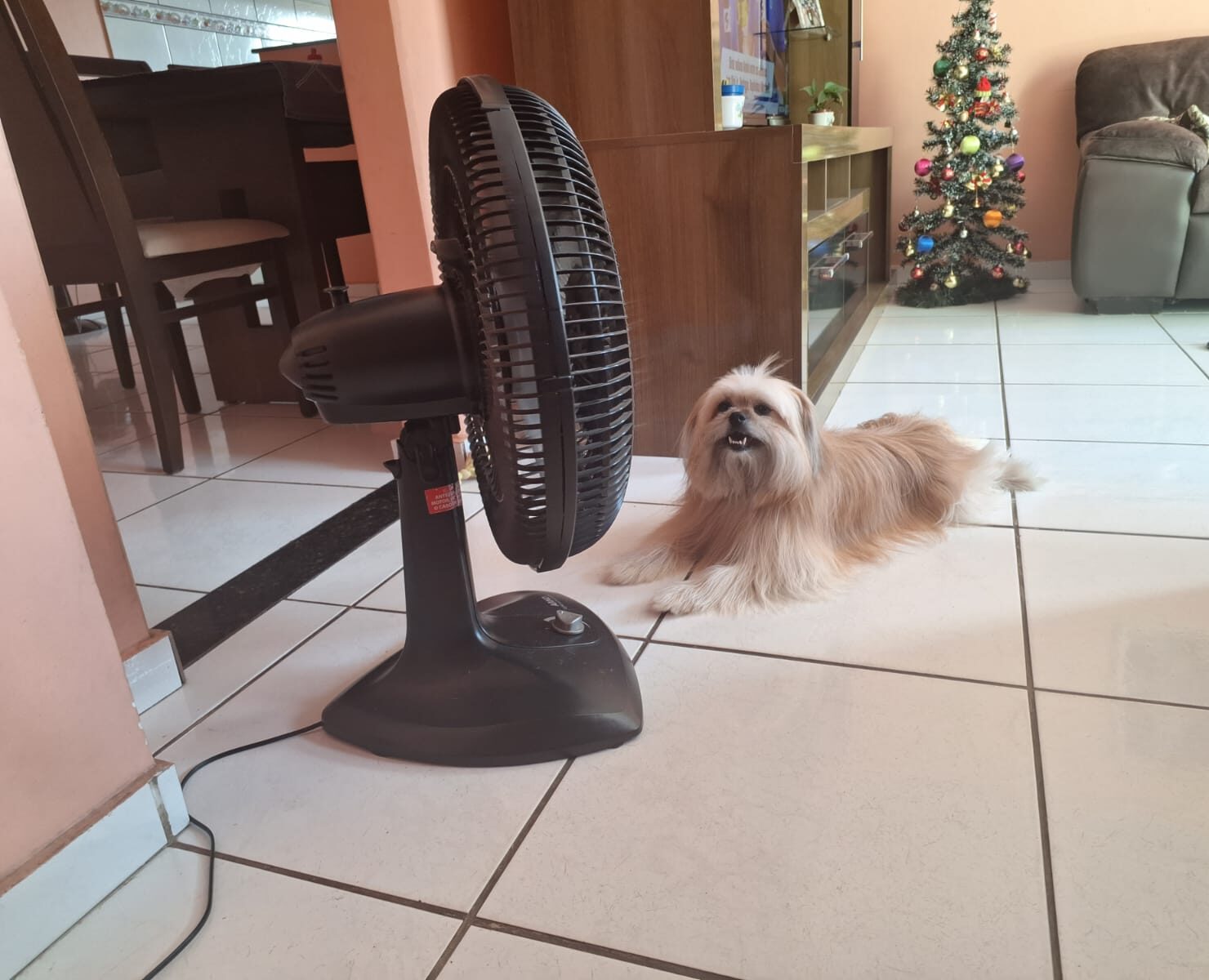 Faça como a Charlotte e já separe seu ventilador porque essa quinta será de calor em Itabira